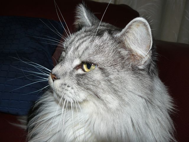 Katze Ginny