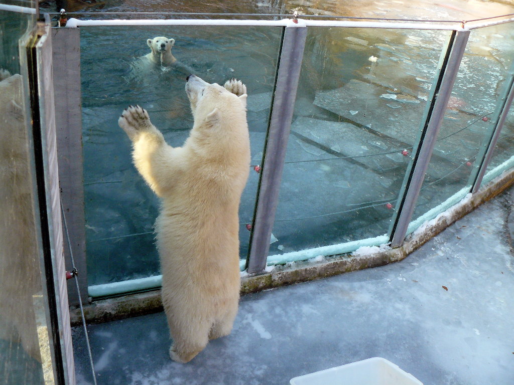 Eisbär Flocke und Mutter Vera