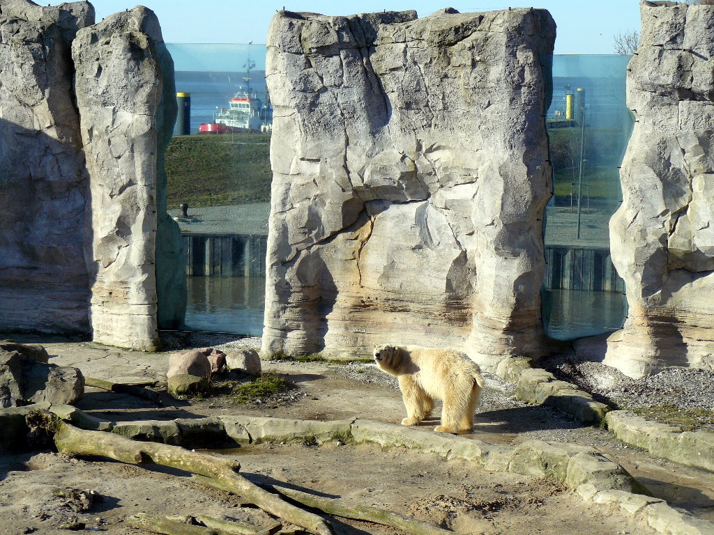 Eisbärin Victoria im Zoo Bremerhaven