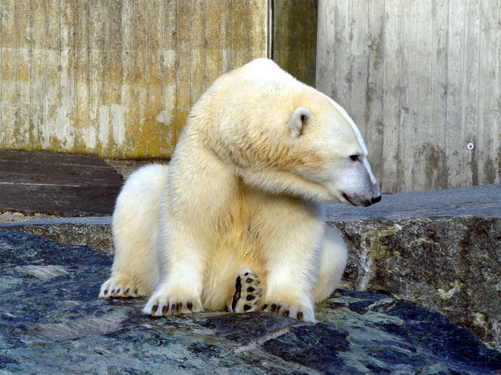 eisbär corinna