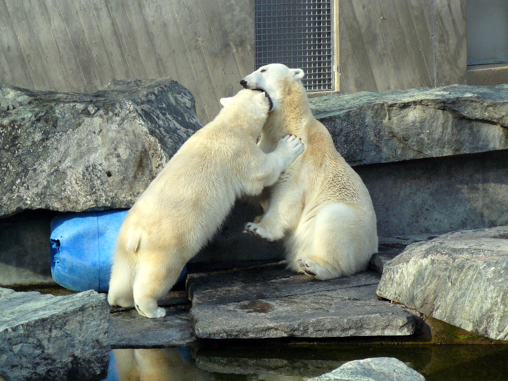 Eisbär Wilbär und Corinna