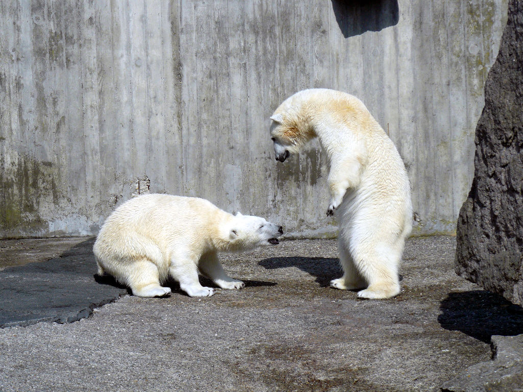Eisbär Wilbär und Corinna